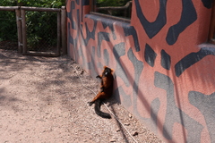 Varecia rubra