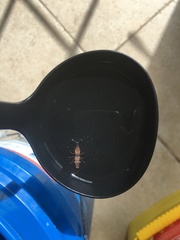 Hippolyte coerulescens