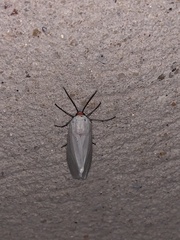 Pygarctia roseicapitis