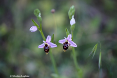 Ophrys oestrifera bremifera