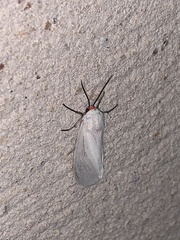 Pygarctia roseicapitis