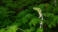 Corydalis scouleri