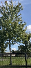 Pinus