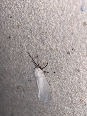 Pygarctia roseicapitis