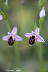 Ophrys oestrifera bremifera