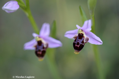 Ophrys oestrifera bremifera
