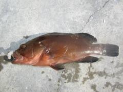 Epinephelus morio