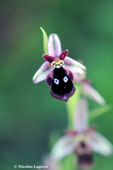 Ophrys reinholdii