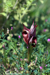 Serapias orientalis orientalis