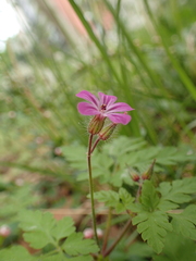 Geranium robertianum