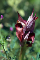 Serapias orientalis orientalis