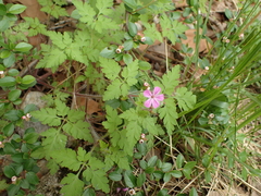 Geranium robertianum