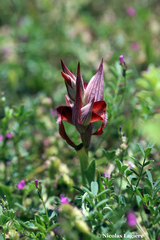 Serapias orientalis orientalis