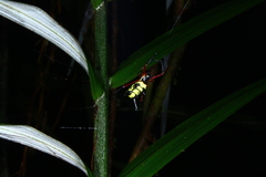 Micrathena kirbyi