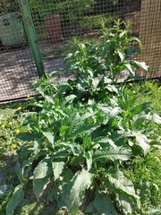 Rumex