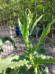 Rumex