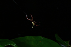 Micrathena cyanospina