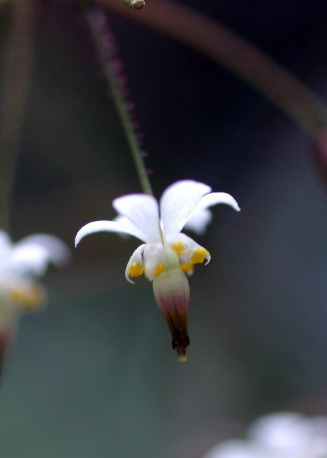 Vancouveria planipetala