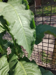 Rumex