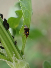 Liocoris tripustulatus