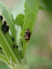 Liocoris tripustulatus
