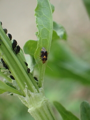 Liocoris tripustulatus