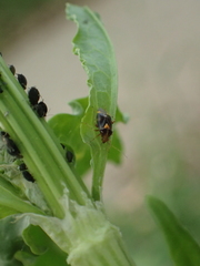 Liocoris tripustulatus