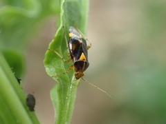 Liocoris tripustulatus