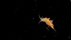 Fiona pinnata