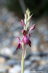 Anacamptis sancta