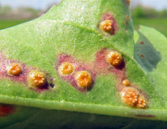 Puccinia dioicae silvatica