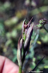 Serapias parviflora