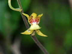 Plocoglottis plicata