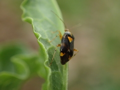 Liocoris tripustulatus
