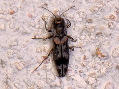 Agrilus lecontei celticola
