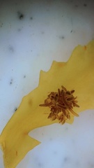 Anemonia sargassensis