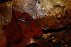 Allobates sumtuosus