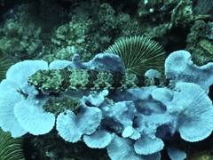 Synodus rubromarmoratus