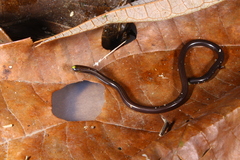 Epictia tenella