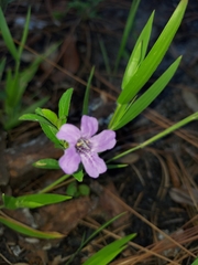 Dyschoriste oblongifolia