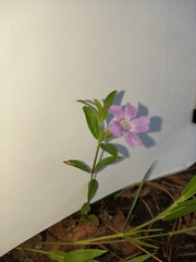 Dyschoriste oblongifolia