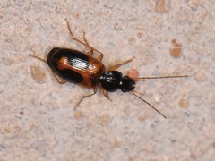 Badister elegans