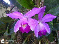 Cattleya violacea