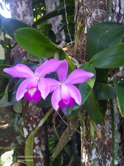 Cattleya violacea