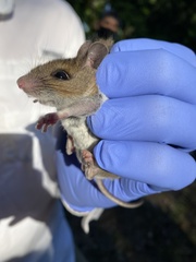 Peromyscus gossypinus