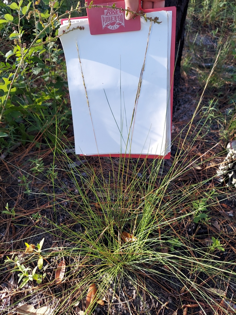 Aristida stricta; photograph Athena Philips, CC BY, iNaturalist via GBIF