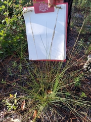 Aristida stricta