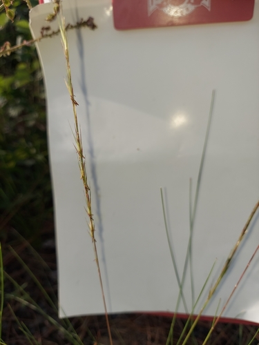 Aristida stricta, photograph 1