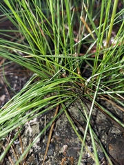 Athena Philips, CC BY, iNaturalist via GBIF Aristida stricta, photograph Athena Philips, CC BY, iNaturalist via GBIF