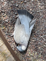 Columba palumbus